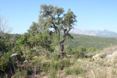 Agrandir l'image 26367 sur 6, fenêtre modale